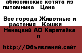 абиссинские котята из питомника › Цена ­ 15 000 - Все города Животные и растения » Кошки   . Ненецкий АО,Каратайка п.